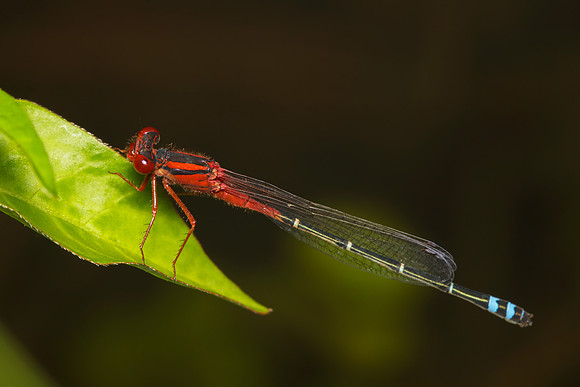 Xanthagrion erythroneurum