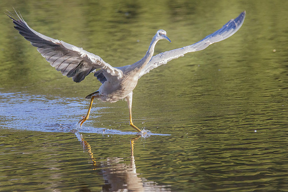 Egretta novaehollandiae