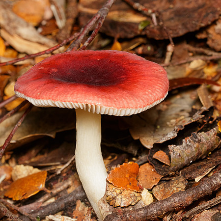 Russula persanguinea