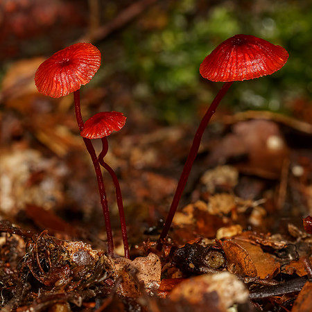 Cruentomycena viscidocruenta