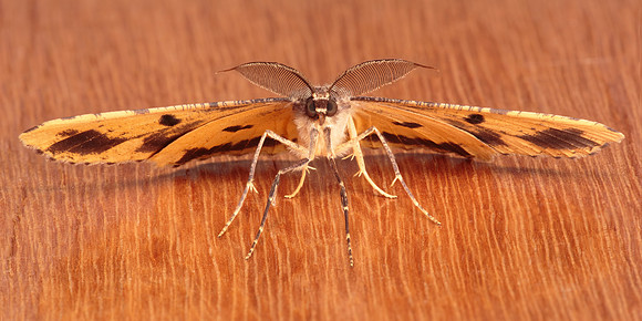 Scioglyptis lyciaria