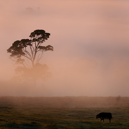 TAS, West Kentish