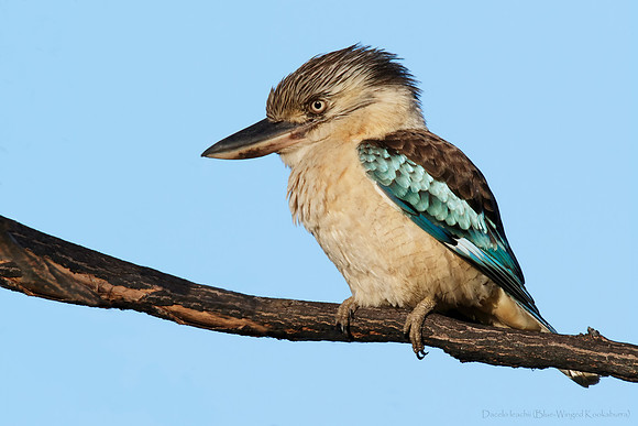 Dacelo leachii