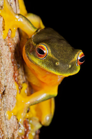 Litoria gracilenta