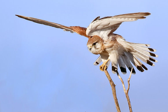 Falco cenchroides