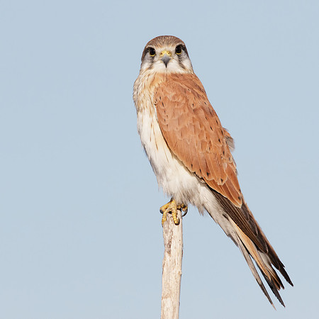 Falco cenchroides