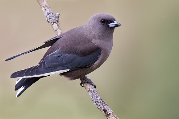 Artamus cyanopterus