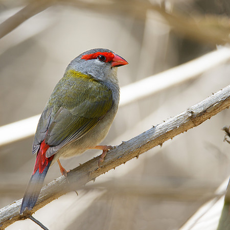 Neochmia temporalis