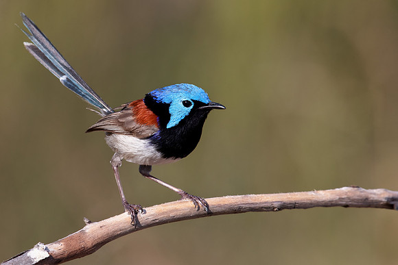 Malurus lamberti