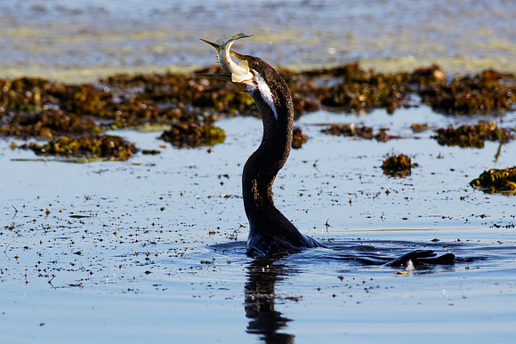 Anhinga novaehollandiae