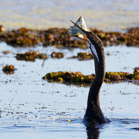 Anhinga novaehollandiae