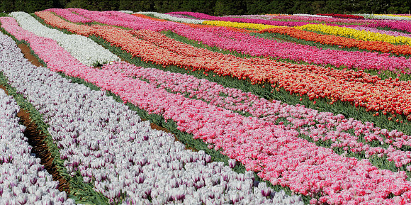 TAS, Table Cape Tulip Farm