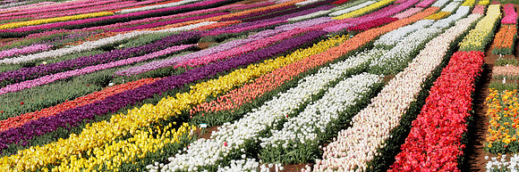 TAS, Table Cape Tulip Farm