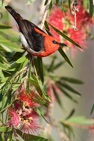 Myzomela sanguinolenta
