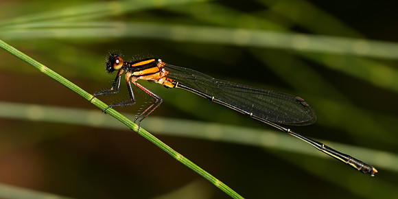 Nososticta solida