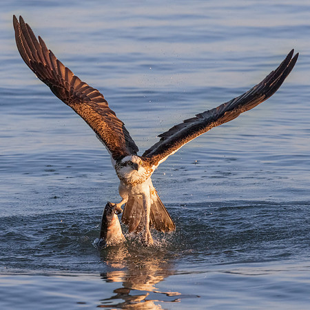 Pandion haliaetus