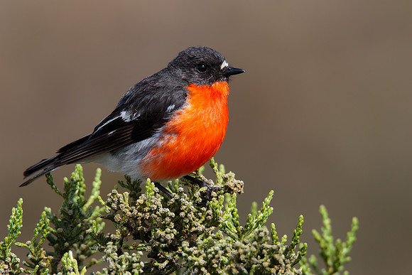 Petroica phoenicea
