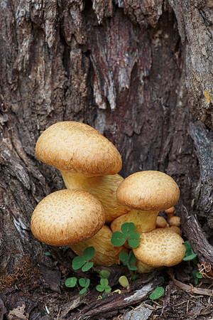 Gymnopilus junonius