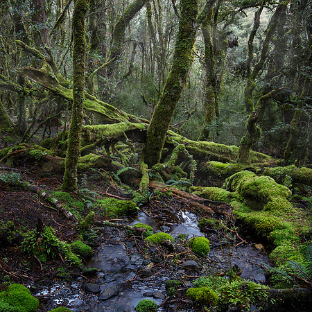 TAS, Temperate Rainforest