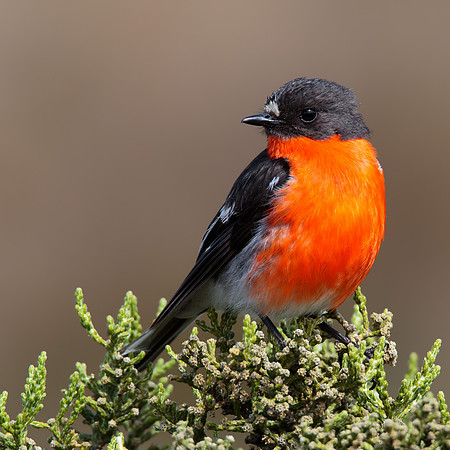 Petroica phoenicea