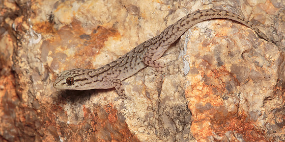 Gehyra versicolor