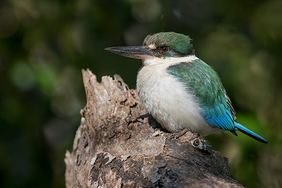 Todiramphus sordidus