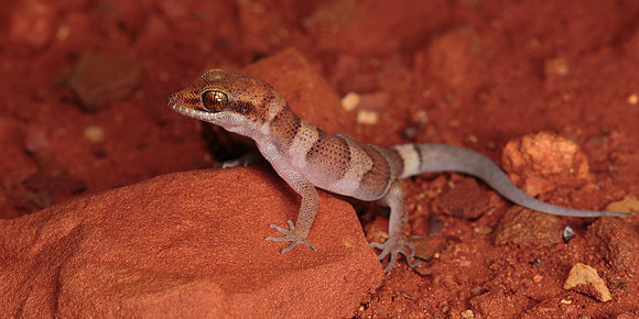 Heteronotia spelea