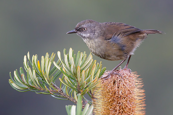 Sericornis humilis
