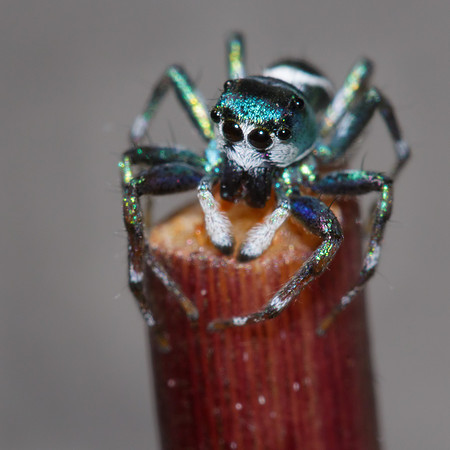 Cosmophasis thalassina