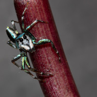 Cosmophasis thalassina