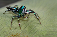 Cosmophasis thalassina
