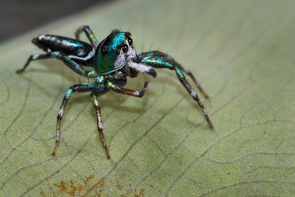 Cosmophasis thalassina