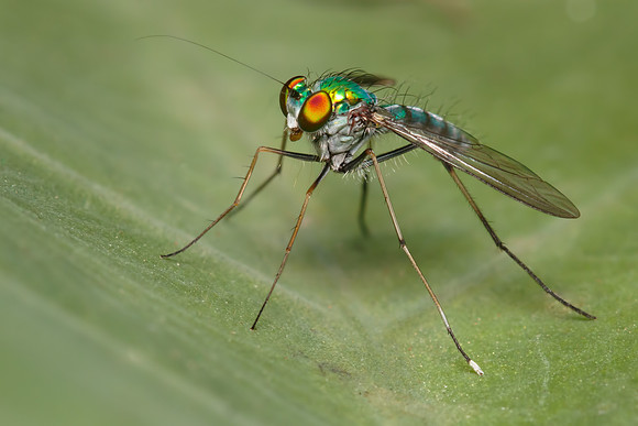 Chrysosoma leucopogon