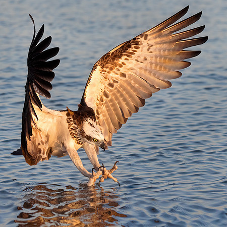 Pandion haliaetus (Osprey)