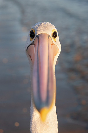 Pelecanus conspicillatus