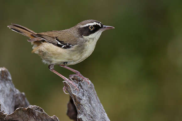 Sericornis frontalis laevigaster