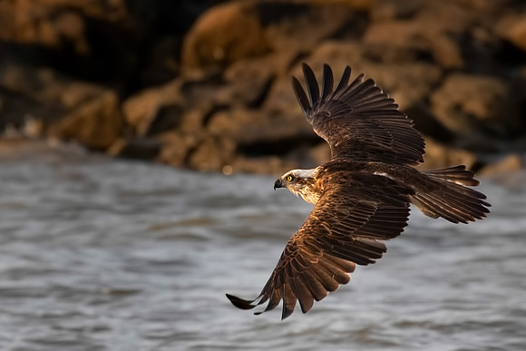 Pandion haliaetus