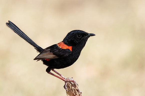 Malurus melanocephalus melanocephalus