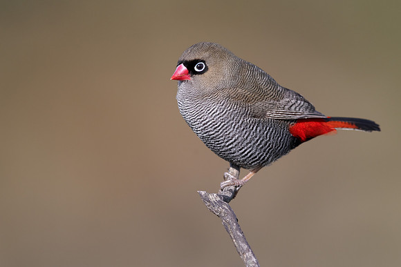 Stagonopleura bella