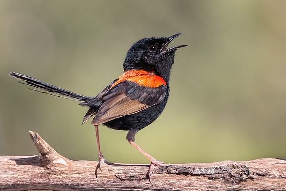 Malurus melanocephalus melanocephalus