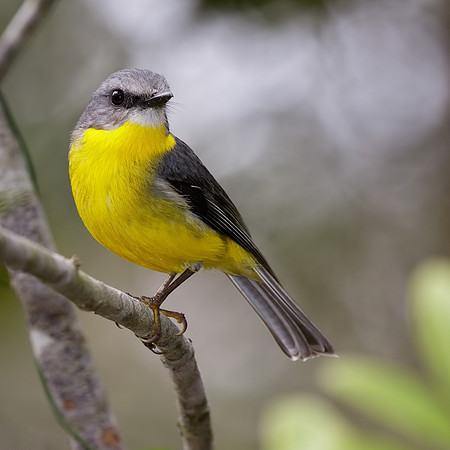 Eopsaltria australis