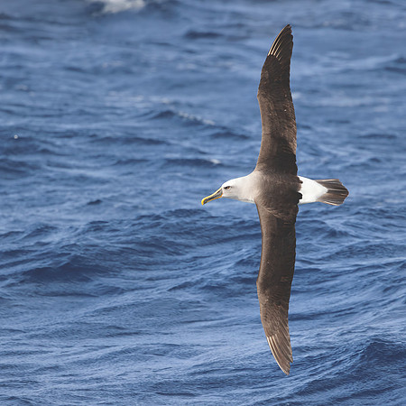 Thalassarche bulleri