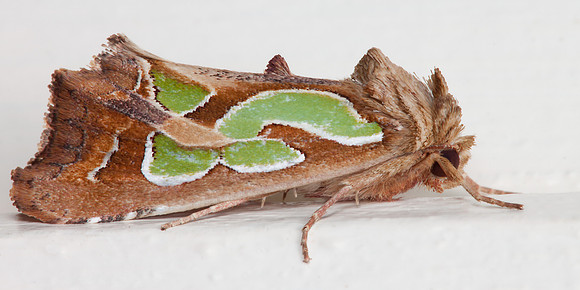 Cosmodes elegans