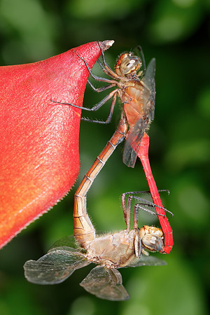 Orthetrum Villosovittatum