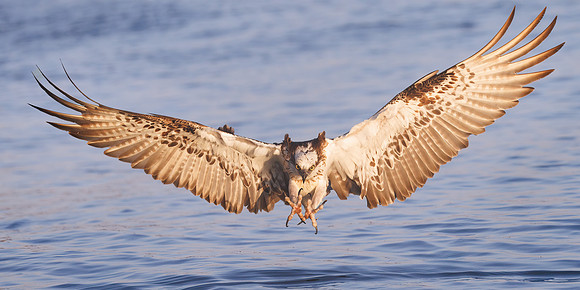 Pandion haliaetus