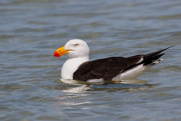 Larus pacificus georgii