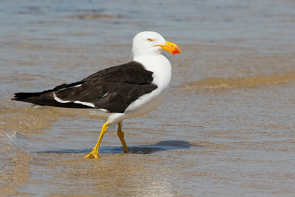 Larus pacificus georgii