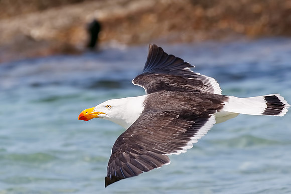 Larus pacificus georgii