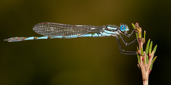 Austrolestes annulosus