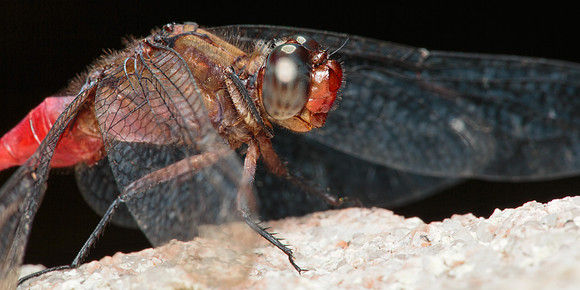 Orthetrum Villosovittatum